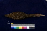 藍腹鷴藏品圖，第4張